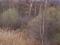 Woodlands
